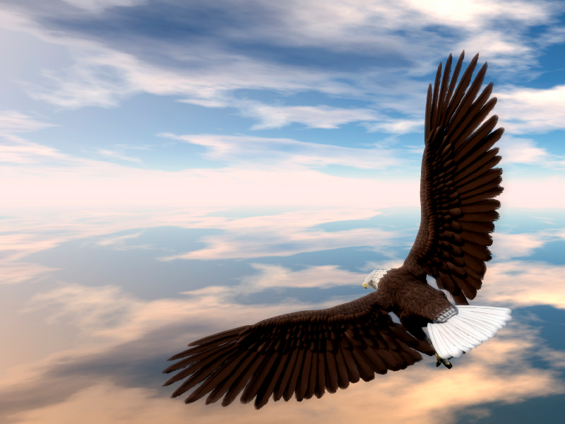 How Do Eagles Soar and Not Nose-Dive Like The Other Birds